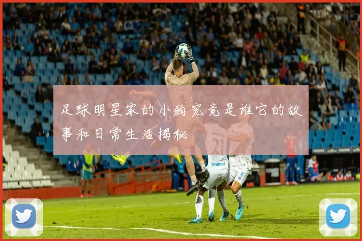 足球明星家的小狗究竟是谁它的故事和日常生活揭秘
