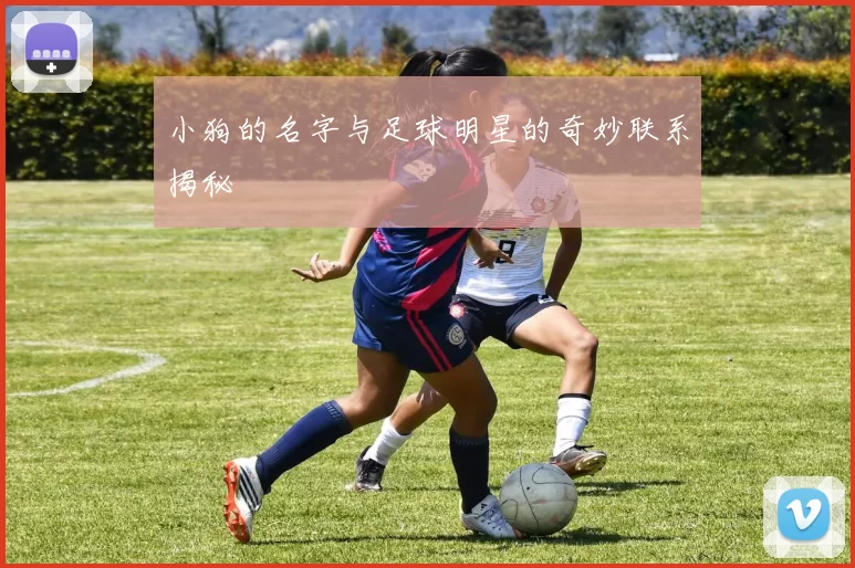 小狗的名字与足球明星的奇妙联系揭秘