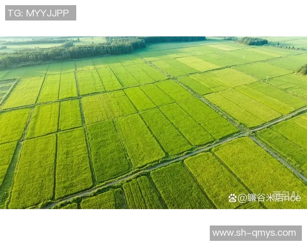 大米种植技术创新与可持续发展路径探索：提升产量与环境保护的双重挑战